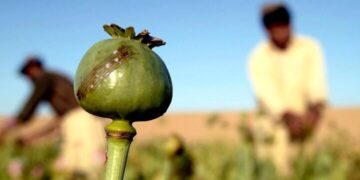 سقوط تولید افغانستان؛ زلزله‌ای در بازار منطقه‌ای تریاک/ هزینه واردات؛ ۸۰ همت برای تأمین نیاز سالانه